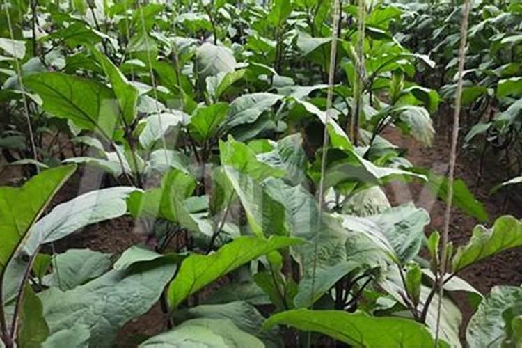 打瓜如果枝叶太过繁盛,怎么补救,因肥料滴的太勤,使打瓜长荒了