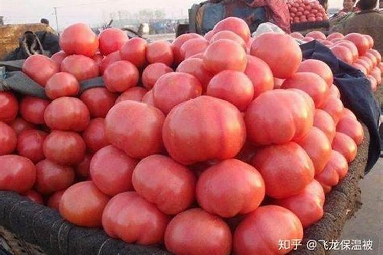西红柿什么时候补硼钙
