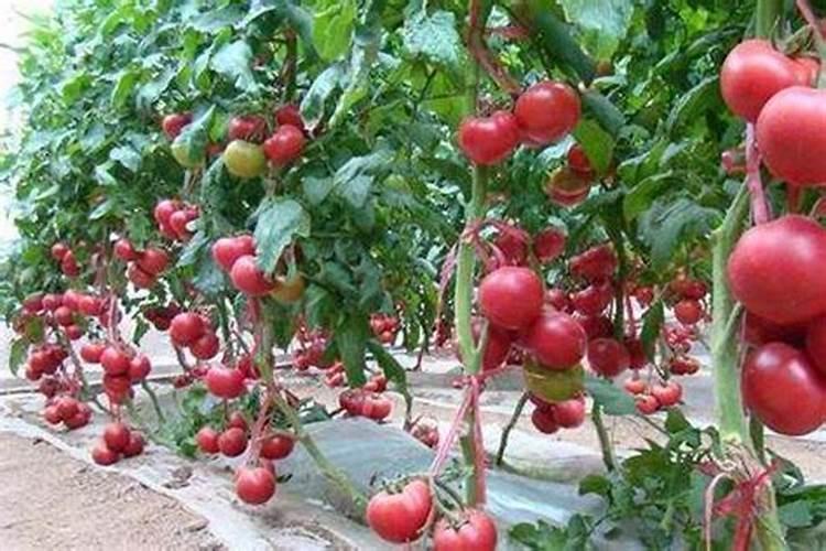 西红柿具体要什么时候冲施高钾水溶肥才合适？