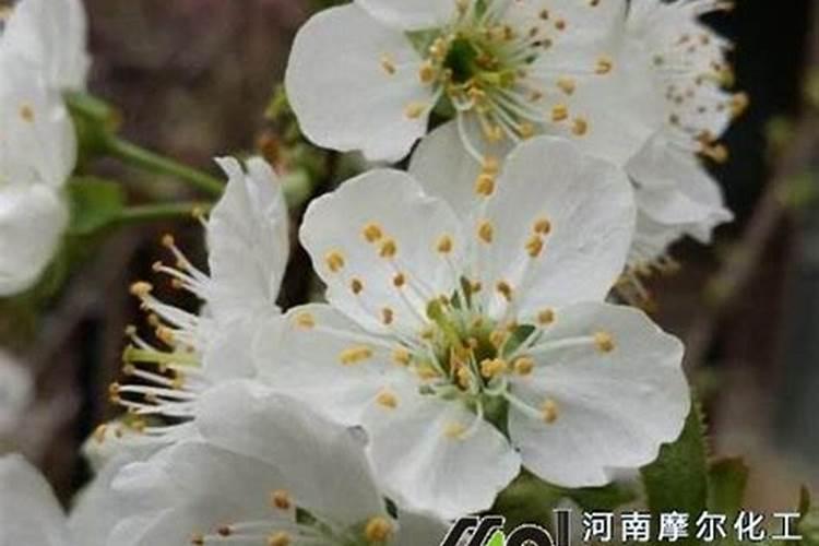 樱桃施什么肥最大最甜