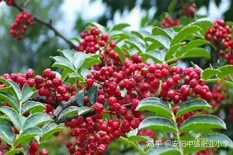花椒花期用什么叶面肥