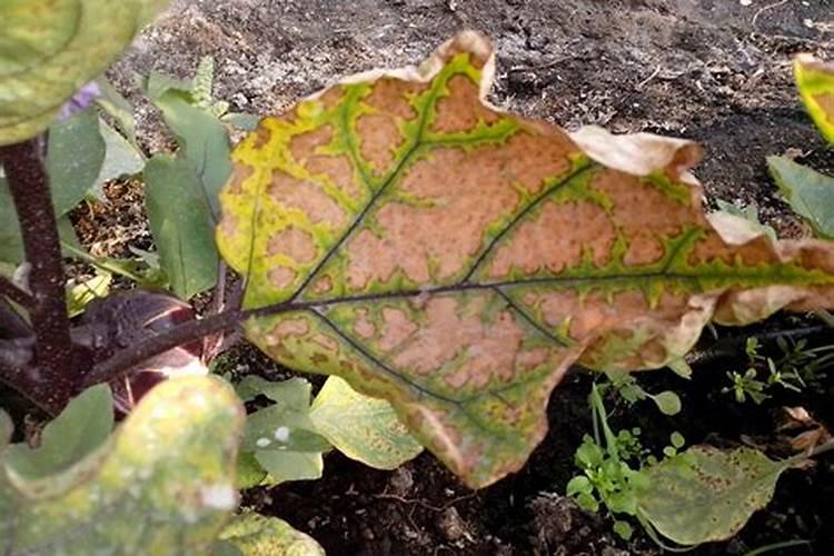 盆栽桂花可以施叶面肥吗
