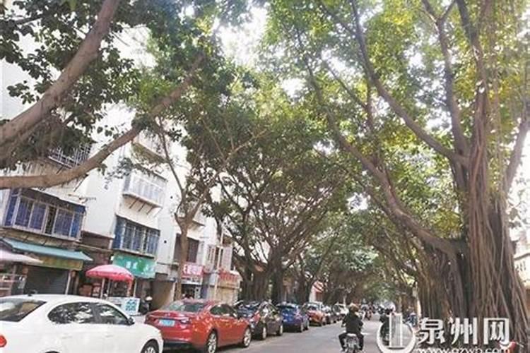叶面肥是什么肥料