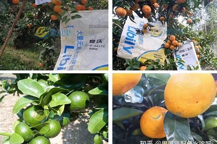 光合细菌瘦水还是肥水,光合细菌和EM菌能在一起使用吗