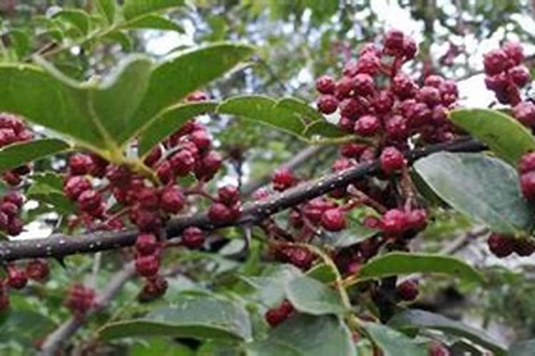 花椒花期用什么叶面肥