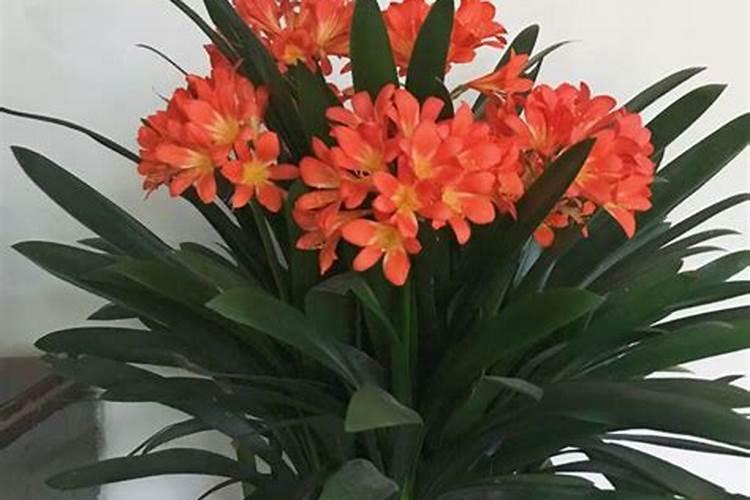 柑橘开花期需要施什么肥