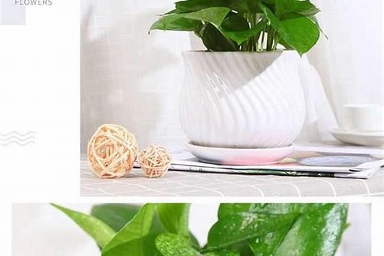 种菜用什么肥料好