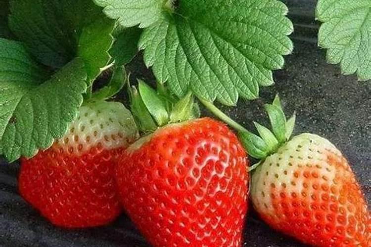 草莓为什么不在夏天种草莓什么时候种植好