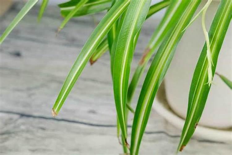 腐植酸水溶肥有哪些优点