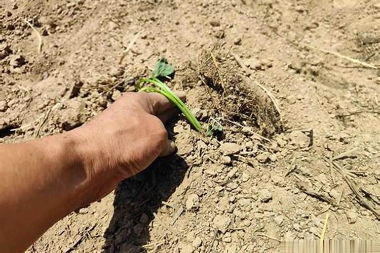 钾肥和硼肥哪个膨大块根效果明显