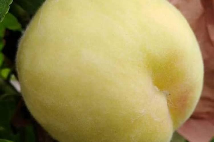 桃树苗怎么防治病害？