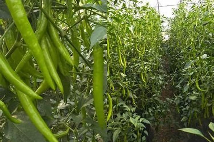 枣树施什么肥料最好
