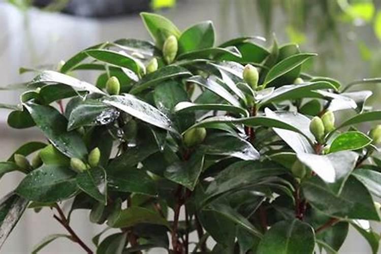 茶花施什么肥最好