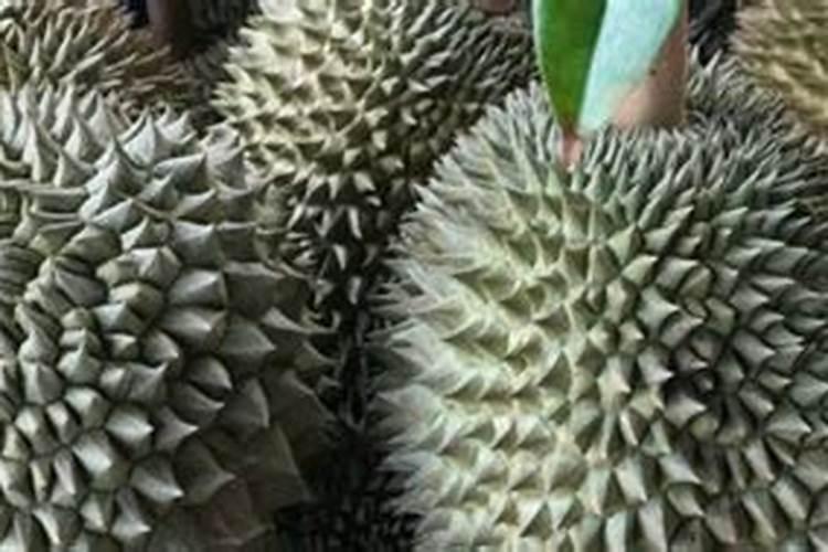 榴莲能种在花盆里吗？