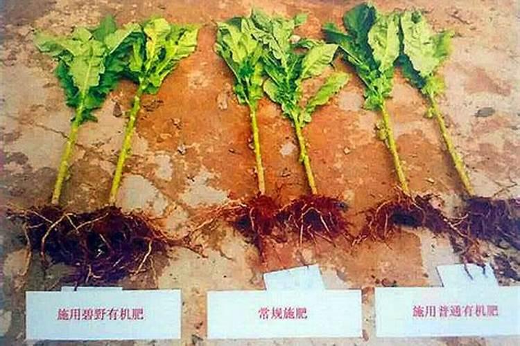 化肥品牌排行榜(水溶肥十大品牌)
