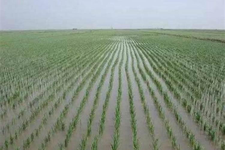 水稻直播用什么肥施底肥好,一亩地施多少