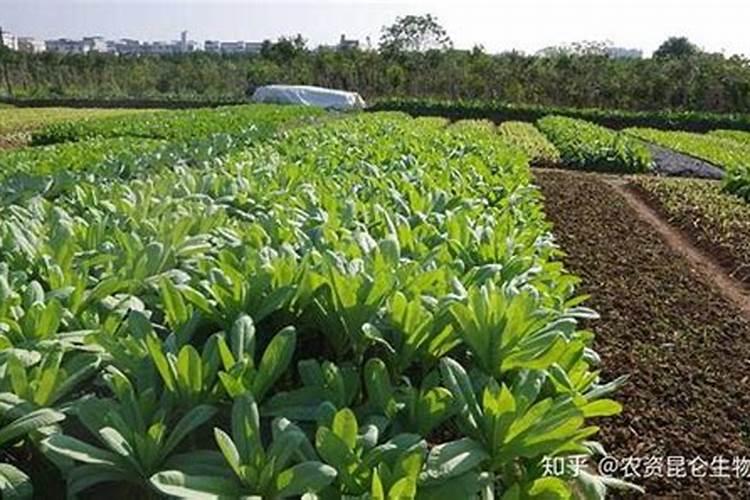 一亩地施多少磷肥合适  磷肥什么时间施最好