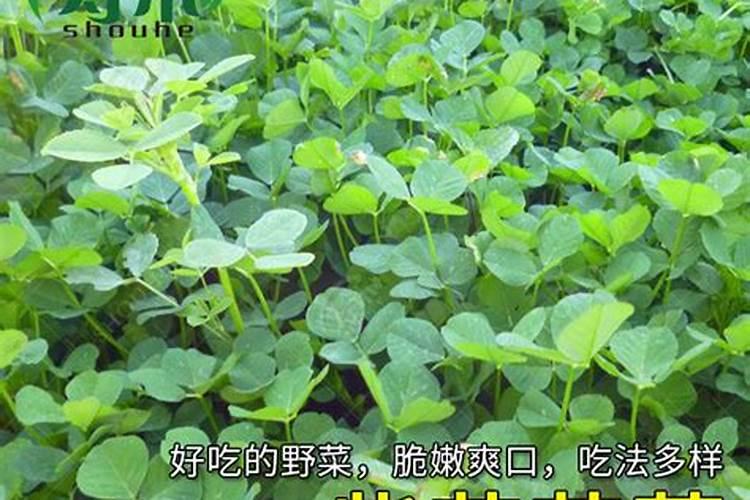 紫花苜蓿追肥施用什么化肥
