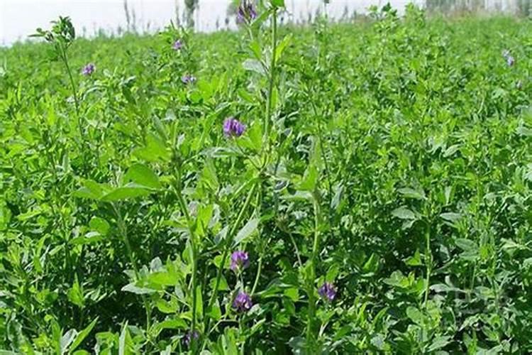 苜蓿在种植的时候用什么肥料最好？直接用尿素可以吗？