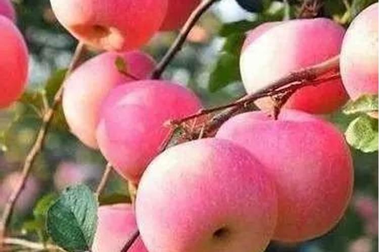 苹果树需要什么肥料