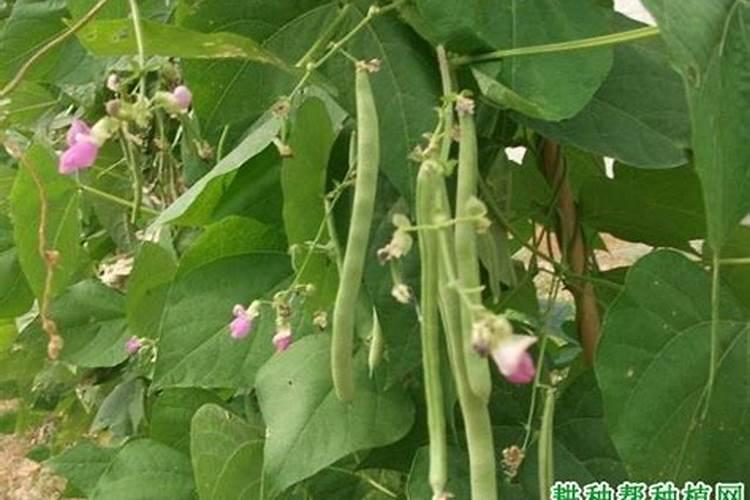 如何让四季豆早多花芽分化？