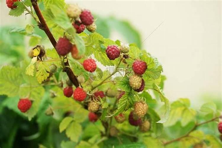 红树莓做果期打什么叶面肥好？