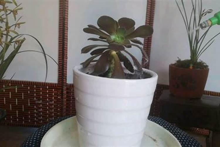 法师用什么肥料最好