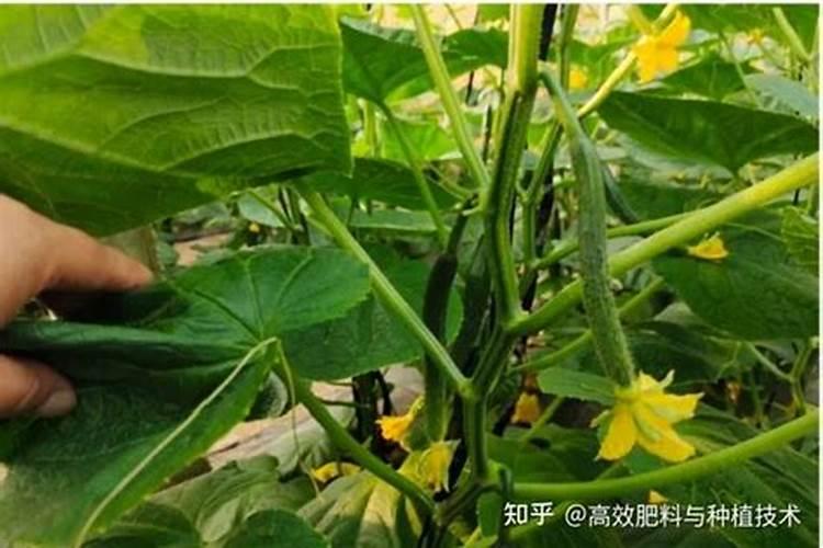 黄瓜开花期用什么肥料