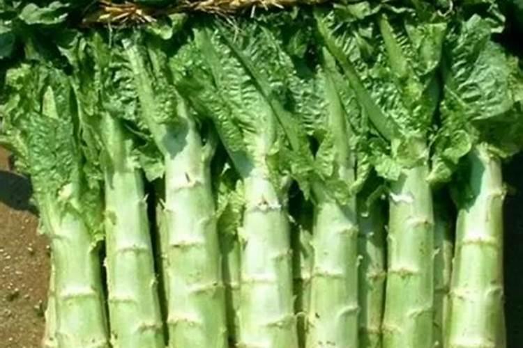 哪种肥料施加给莴笋能使其又粗又大