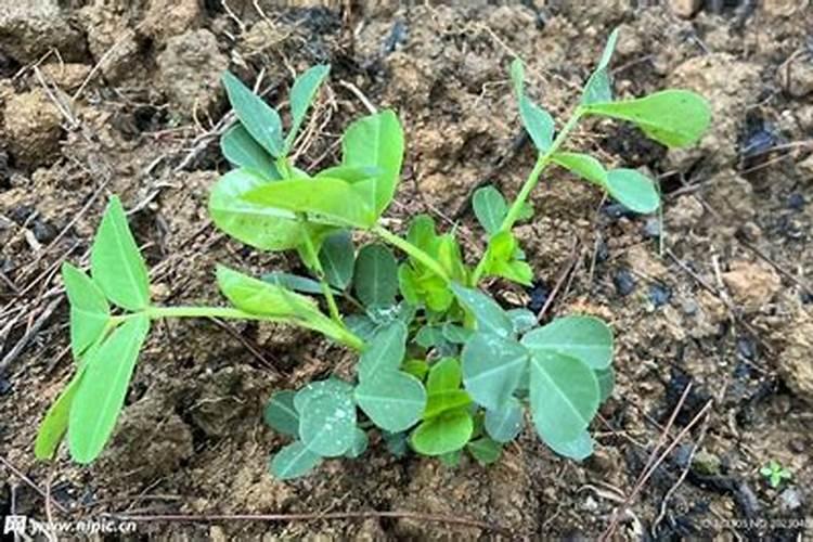 花生苗期喷施什么叶面肥