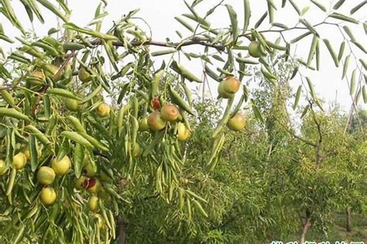 枣树坐果时候可以打;赤霉素胺鲜酯芸苔素吗