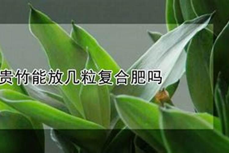 水养富贵竹没有生根可以放化肥吗1