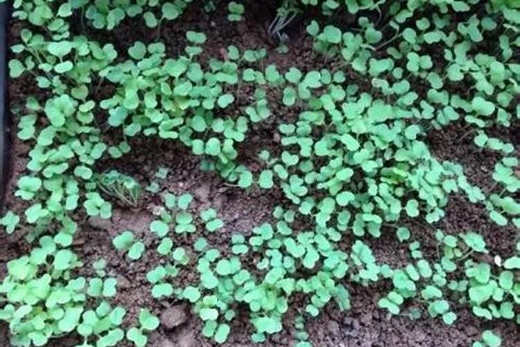 香菜的需求量非常多,种植香菜要注意哪些问题？