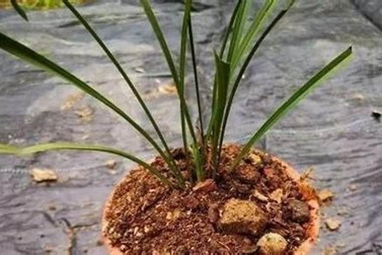 兰花用什么肥料最好