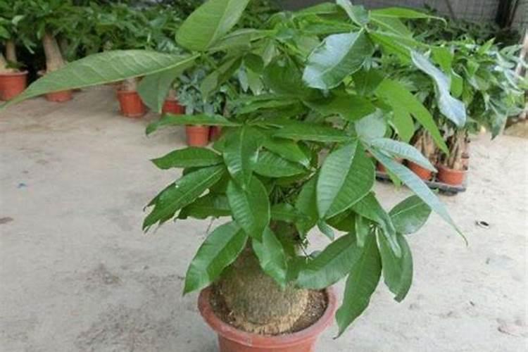 芍药施什么肥最好
