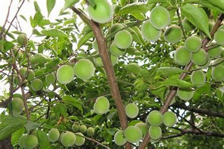 苹果用什么水溶肥好