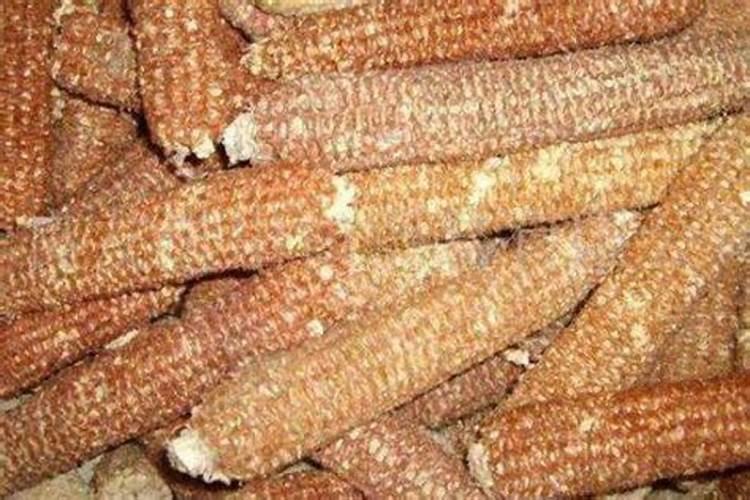 玉米芯可以做肥料吗