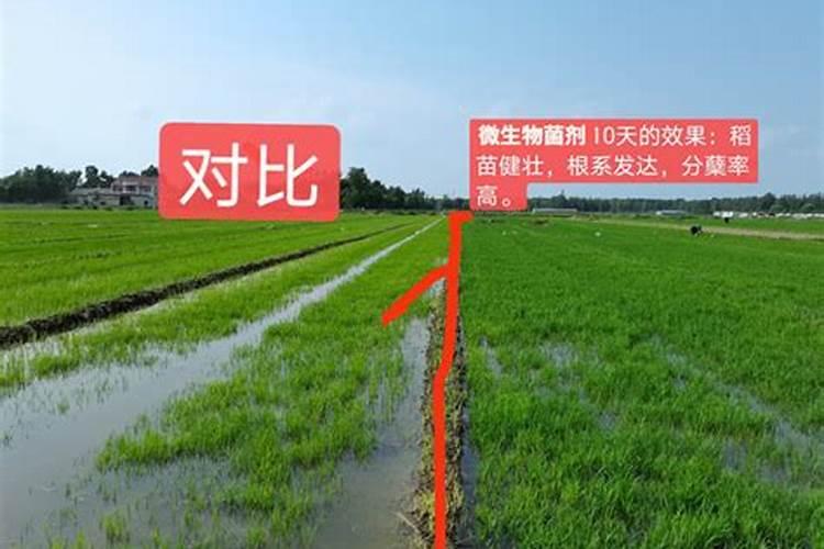 水稻怎样施肥能高产