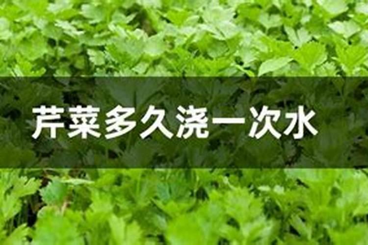 君子兰用叶子生根秘法