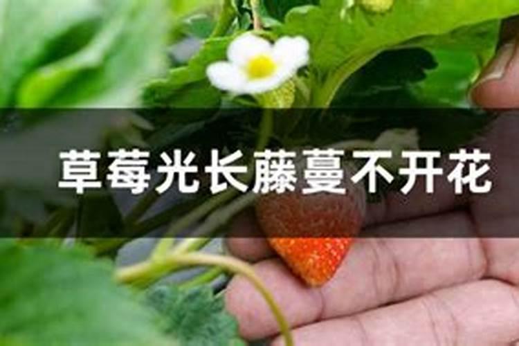 叶面肥怎么用