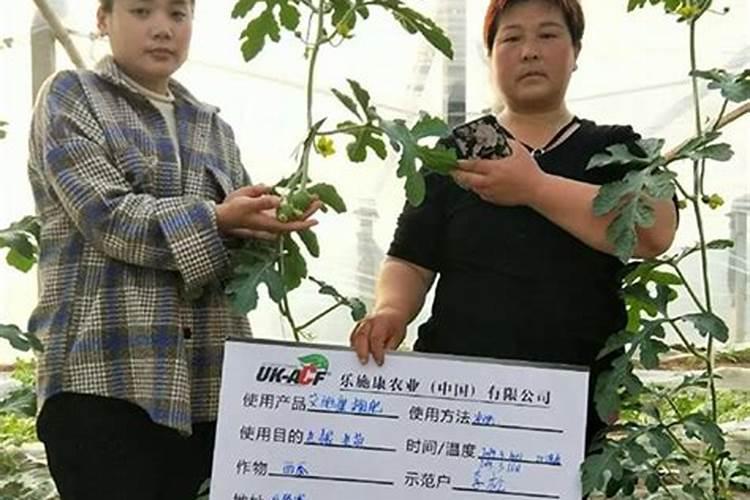 怎么种植和管理西瓜？