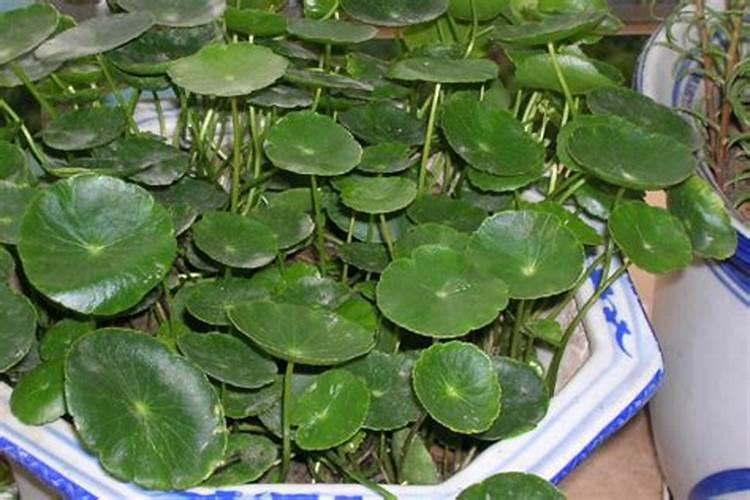 草坪冬天多久浇一次水比较好