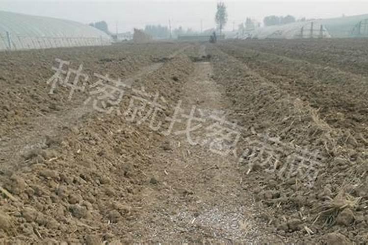 冲施大量元素水溶肥易犯的五大误区是什么呢？