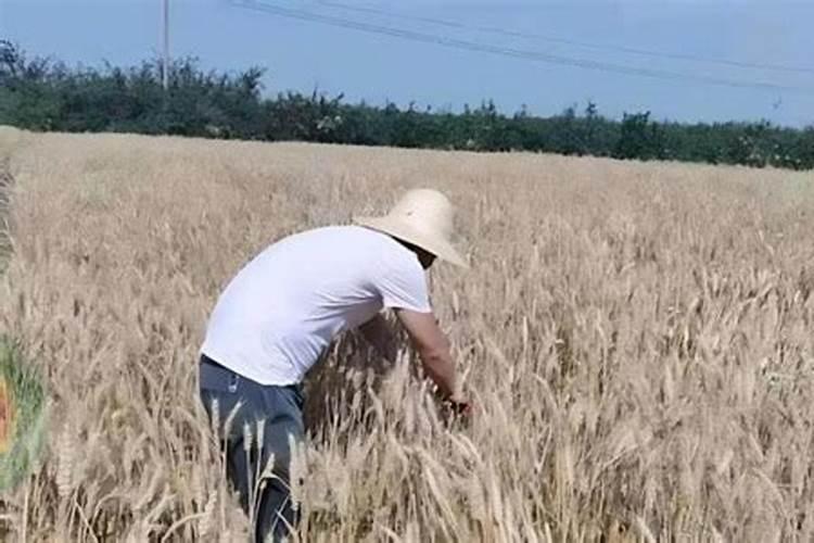 小麦上喷施硼肥有什么好处？拔节孕穗期喷几次,才能籽粒饱满能增产？