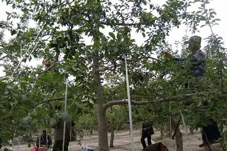 果树用什么肥料好？