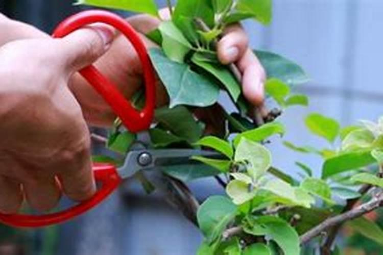 最适合果树施加的肥料是什么