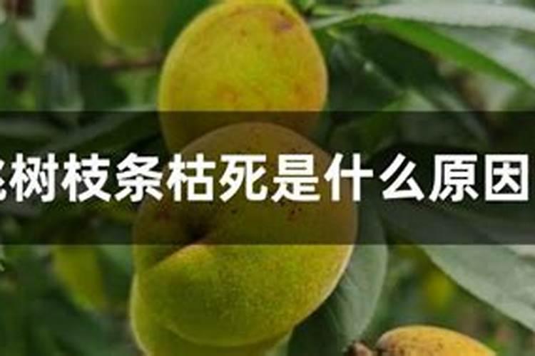果树施什么肥好