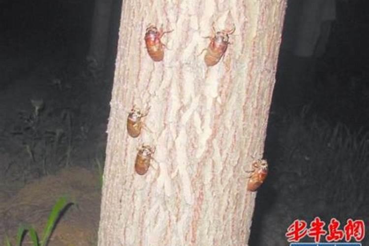 玉米秸秆有什么用途寻求合作