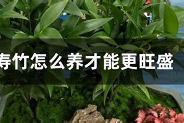 长寿竹怎么才能长好？