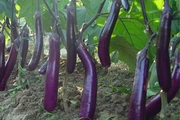 西兰花追肥用什么肥料好